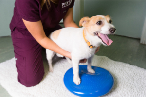 Limerick Canine Physiotherapy Zelda