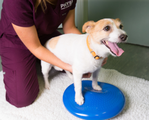 Limerick Canine Physiotherapy Zelda