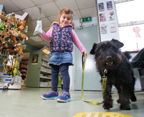 Limerick Canine Physiotherapy Ted